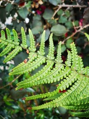 Polypodiopsida