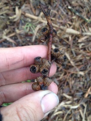 Eucalyptus nitens