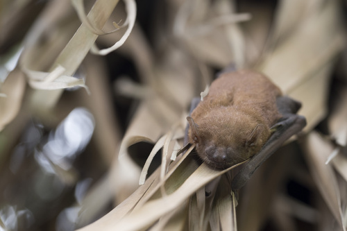 Lesser Asiatic Yellow Bat
