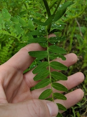 Astragalus agnicidus