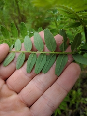 Astragalus agnicidus