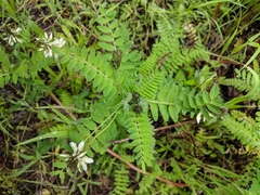 Astragalus agnicidus