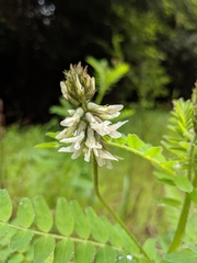 Astragalus agnicidus