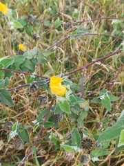 Abutilon hypoleucum