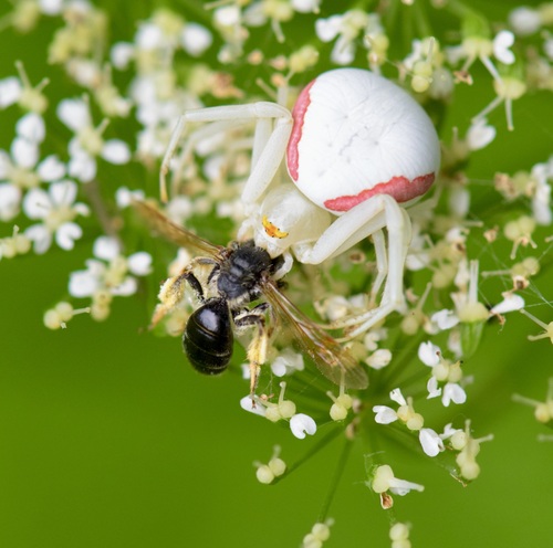Goldenrod crab spider