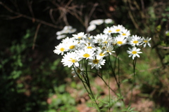 Tanacetum corymbosum