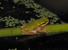 Litoria fallax