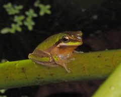 Litoria fallax