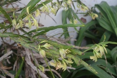 Carmichaelia williamsii