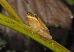 Litoria fallax