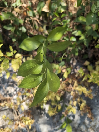 Ruscus hypophyllum