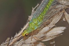 Plesiochrysa ramburi