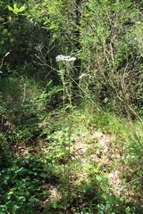 Tanacetum corymbosum