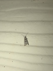 Microcrambus kimballi