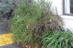 Carmichaelia williamsii