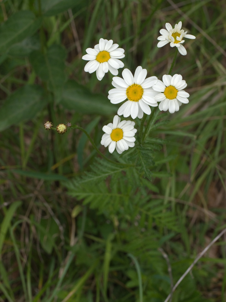 Scented mayweed