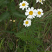 Scentless Feverfew - Photo (c) OhWeh, some rights reserved (CC BY-SA)