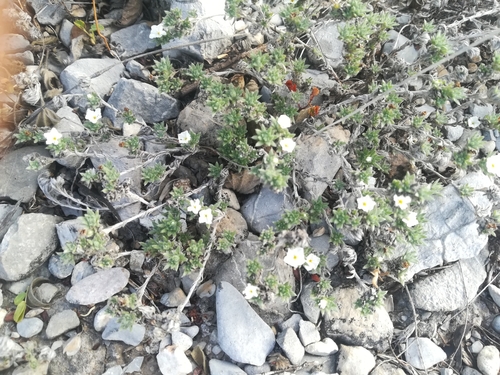 Image of Euploca confertifolia by (c) Francisco Martínez González, some rights reserved (CC BY-SA)