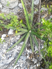 Agave funkiana