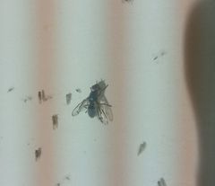 Senopterina caerulescens