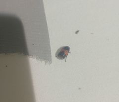 Cryptocephalus notatus