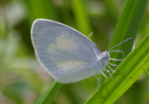 Barred Yellow