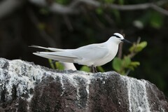 Black-Naped Tern photo 2