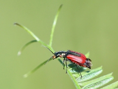 Malachius aeneus