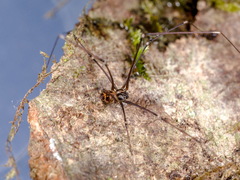Wugigarra yawai