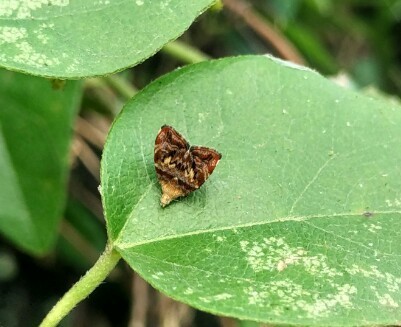 Choreutis sexfasciella