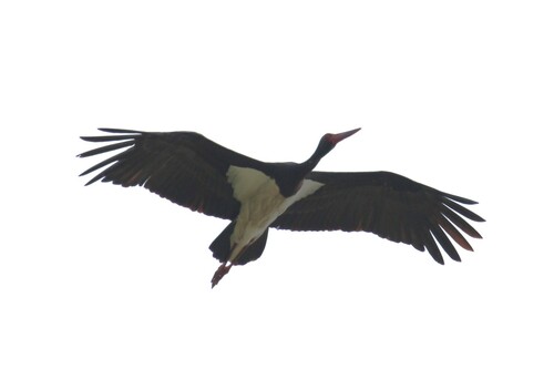 Cigogne noire