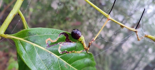 Shinglewood (Nectandra hihua)