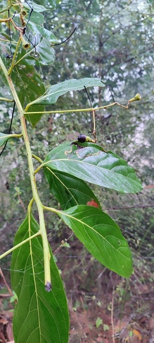 Nectandra hihua, photograph 1