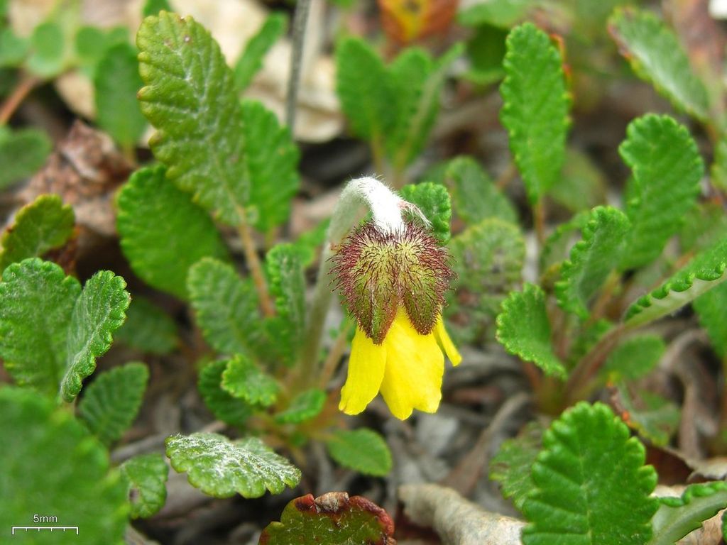 Yellow Mountain-avens
