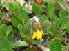Yellow Mountain-Avens - Photo (c) Jason Hollinger, some rights reserved (CC BY-SA)