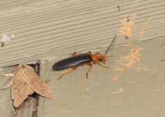 Neopyrochroa flabellata