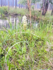 Melanthieae
