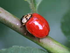 Harmonia axyridis