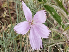 Lygodesmia grandiflora