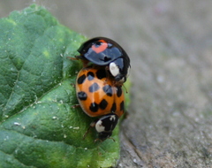 Harmonia axyridis
