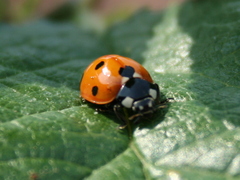 Coccinella septempunctata