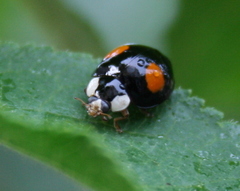 Harmonia axyridis