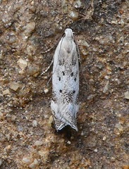 Coleotechnites invictella