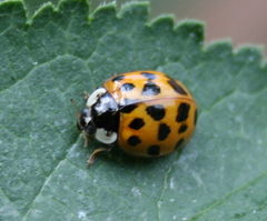 Harmonia axyridis