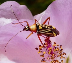 Closterocoris amoenus