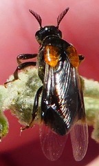 Ripiphorus