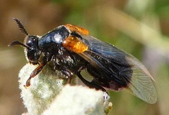Ripiphorus