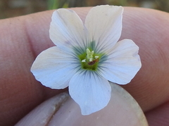 Linum pratense