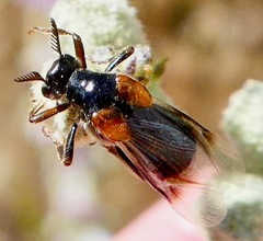 Ripiphorus