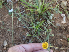 Linum pratense